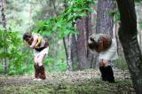 Promenons nous dans les bois 95 * 5616 x 3744 * (9.1MB)